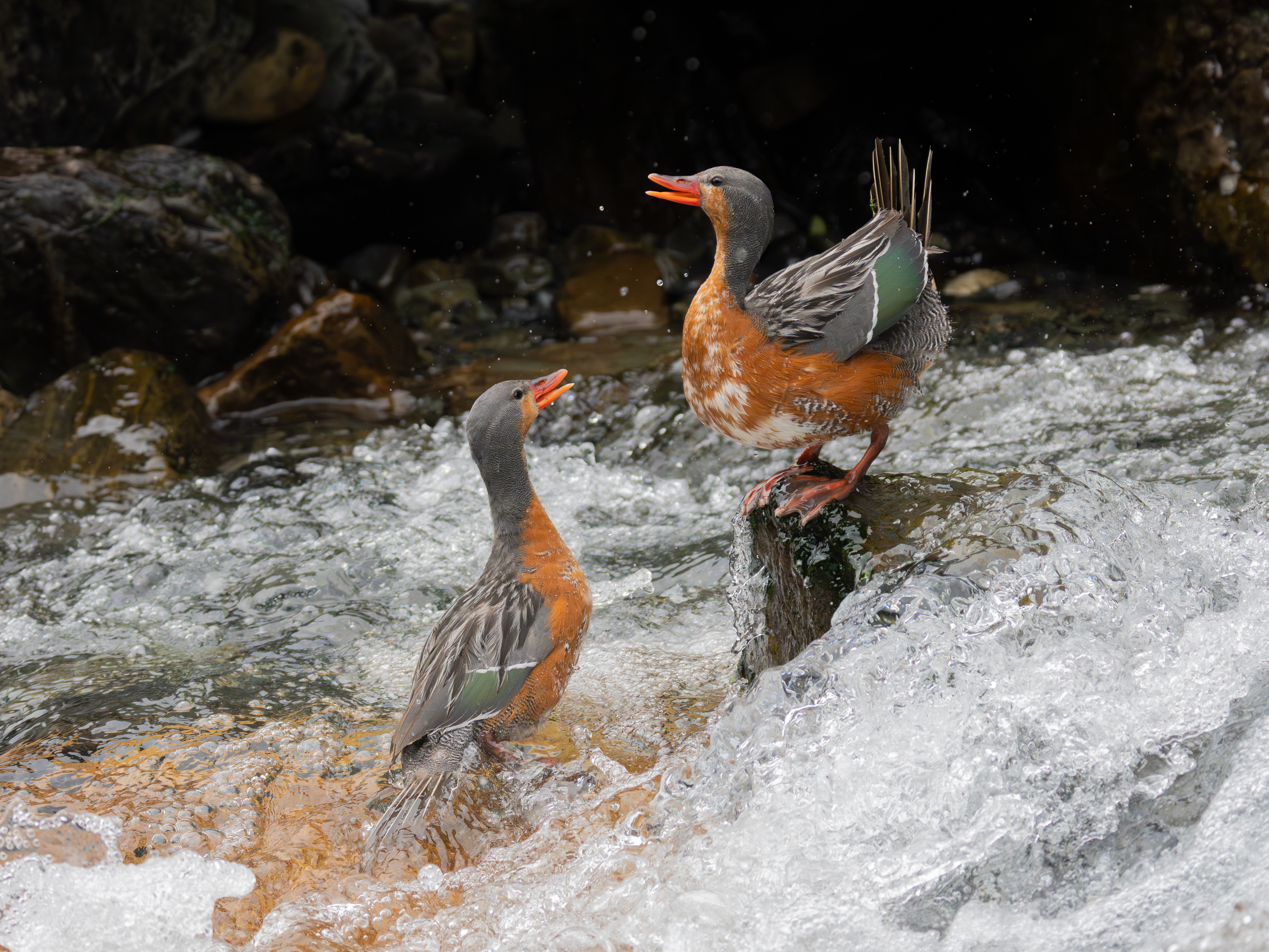 Birds